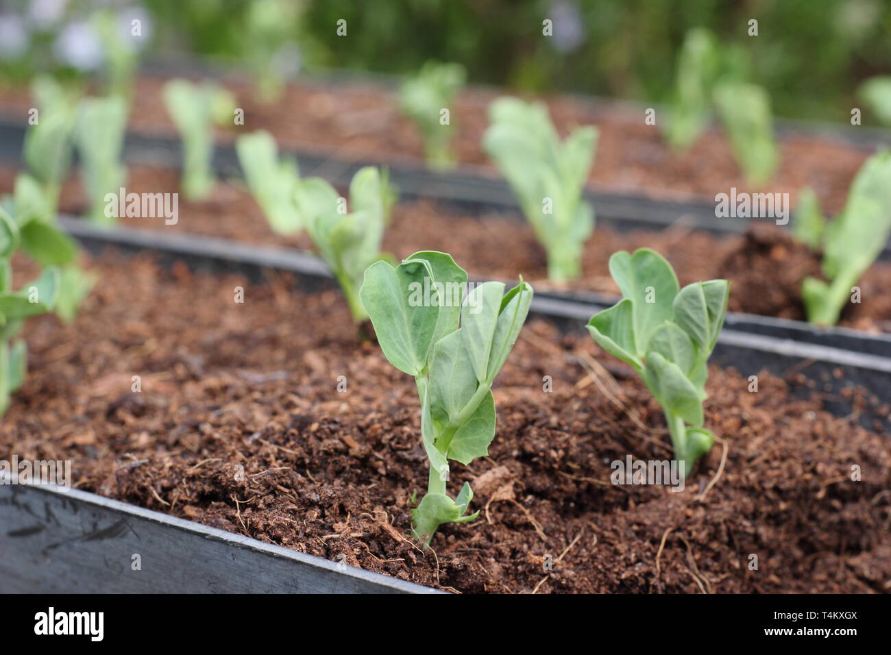 Pisum sativum 'Heraut'. Taccole, o neve piselli, cresciute da seme in grondaie per facilità di piantare, REGNO UNITO Foto Stock