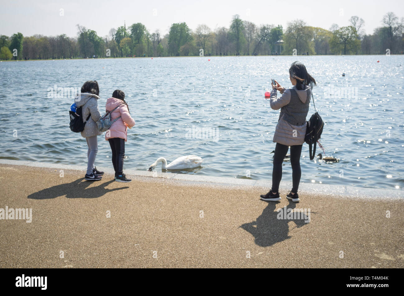 Due bambini feed cigni e anatre in stagno rotondo, Hyde Park, Londra come la loro madre film con il suo telefono Foto Stock
