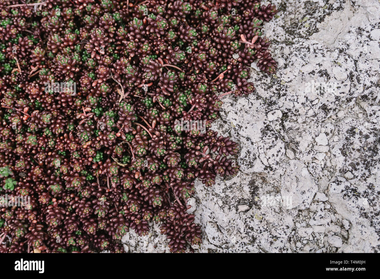 Verde e marrone naturale succulenti pattern su pietra. Vista dall'alto. Foto Stock