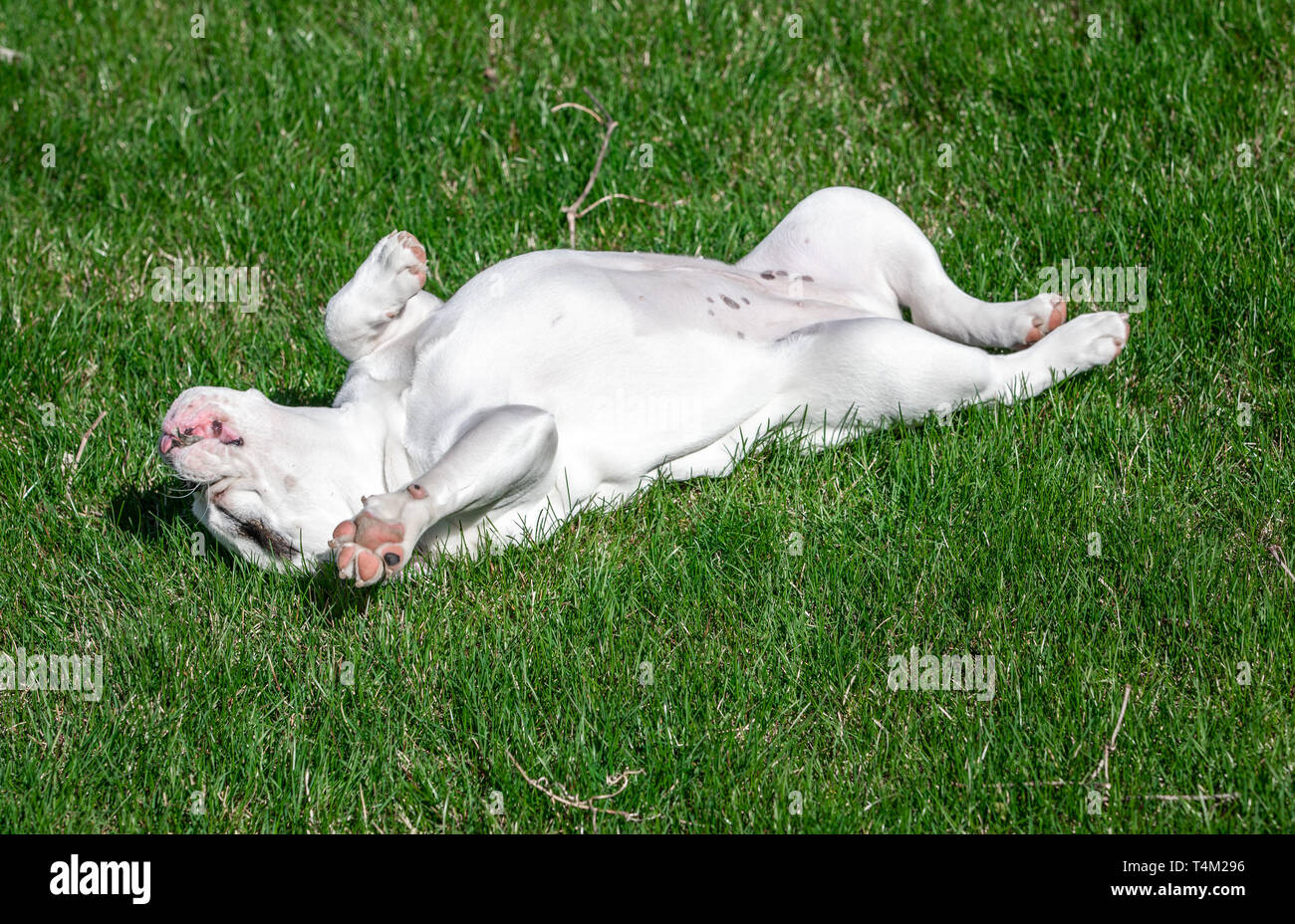 White English Bulldog cucciolo di rotolamento in erba Foto Stock