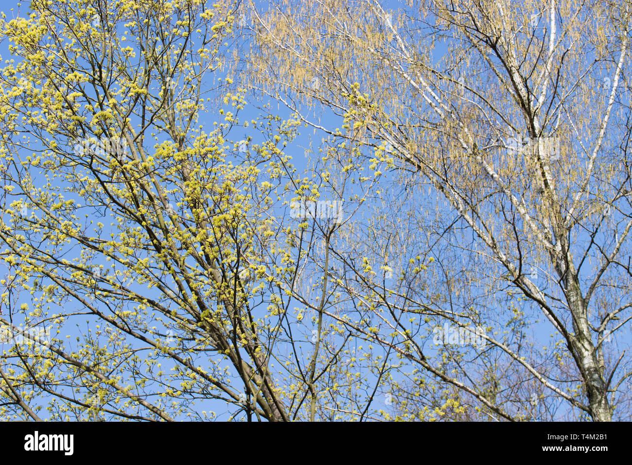 Fioritura primaverile a rami di alberi acero e betulla con fiori sul cielo azzurro sfondo sulla giornata di sole Foto Stock