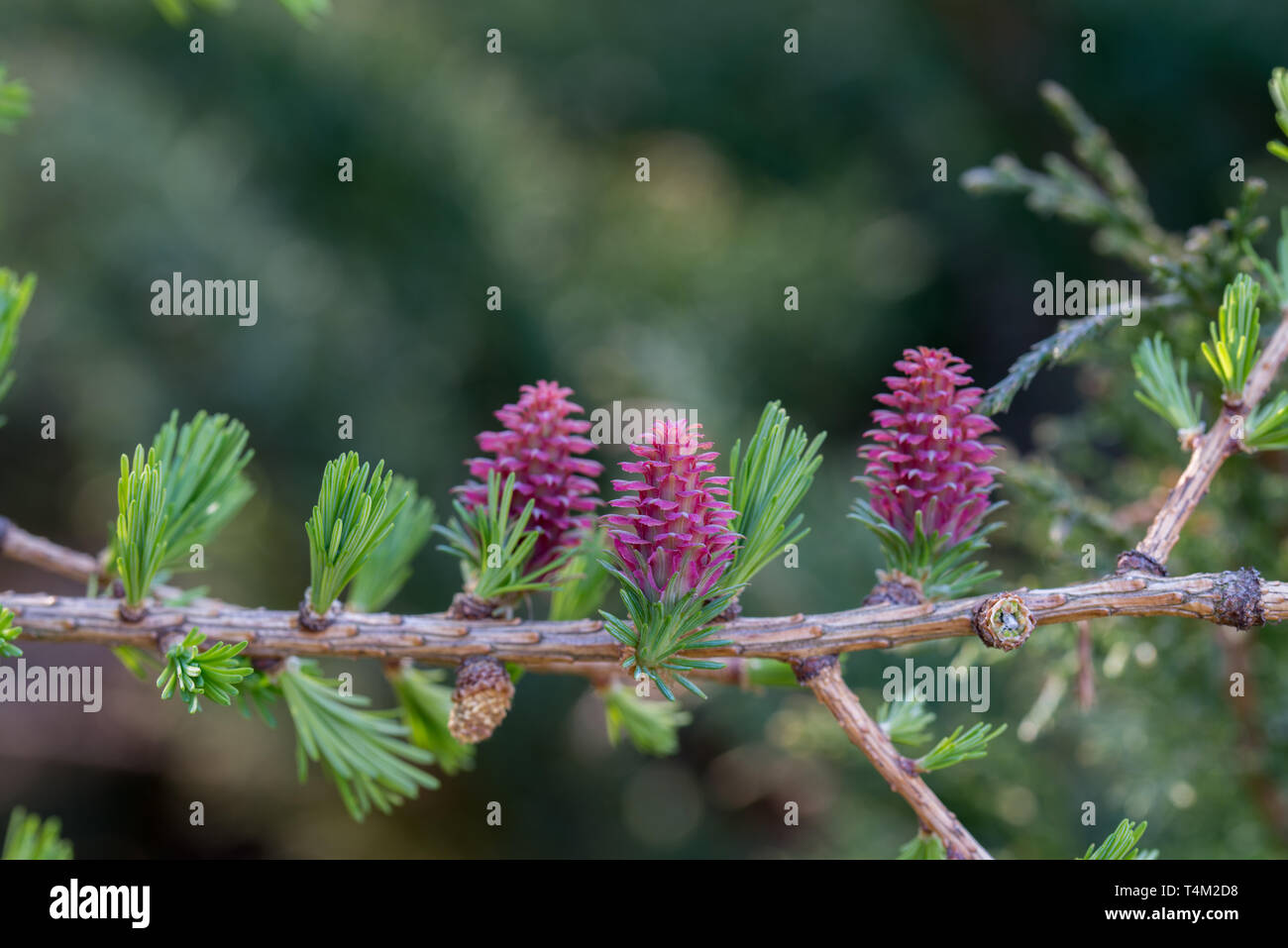 Molla di fiori di larice e nnedles sul ramoscello macro messa a fuoco selettiva Foto Stock