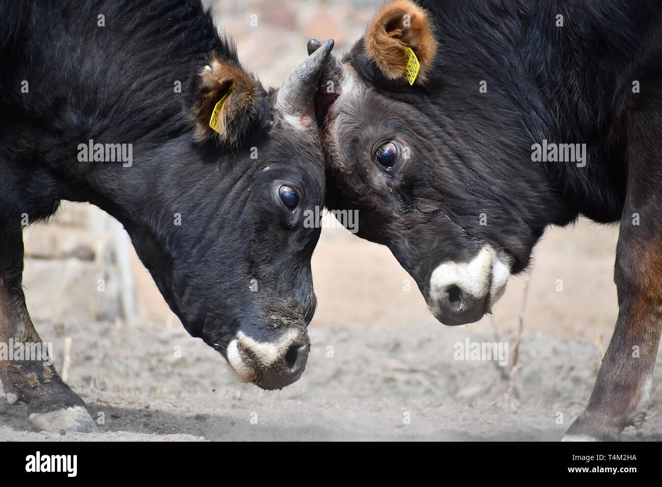 Due giovani tori in lotta per il predominio Foto Stock