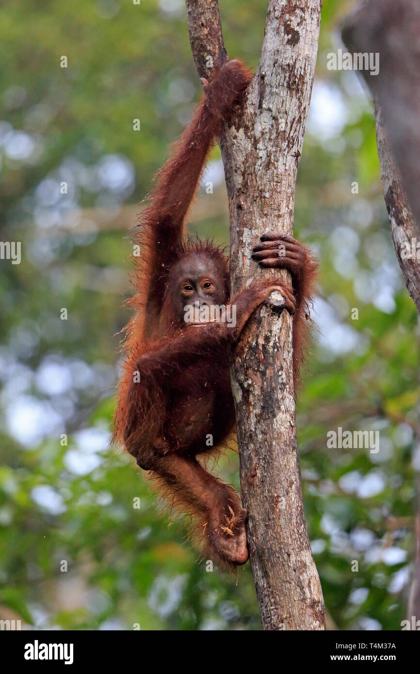 Arrampicata Orangutan un albero in Tanjung messa Riserva Naturale di Kalimantan Borneo Indonesia Foto Stock