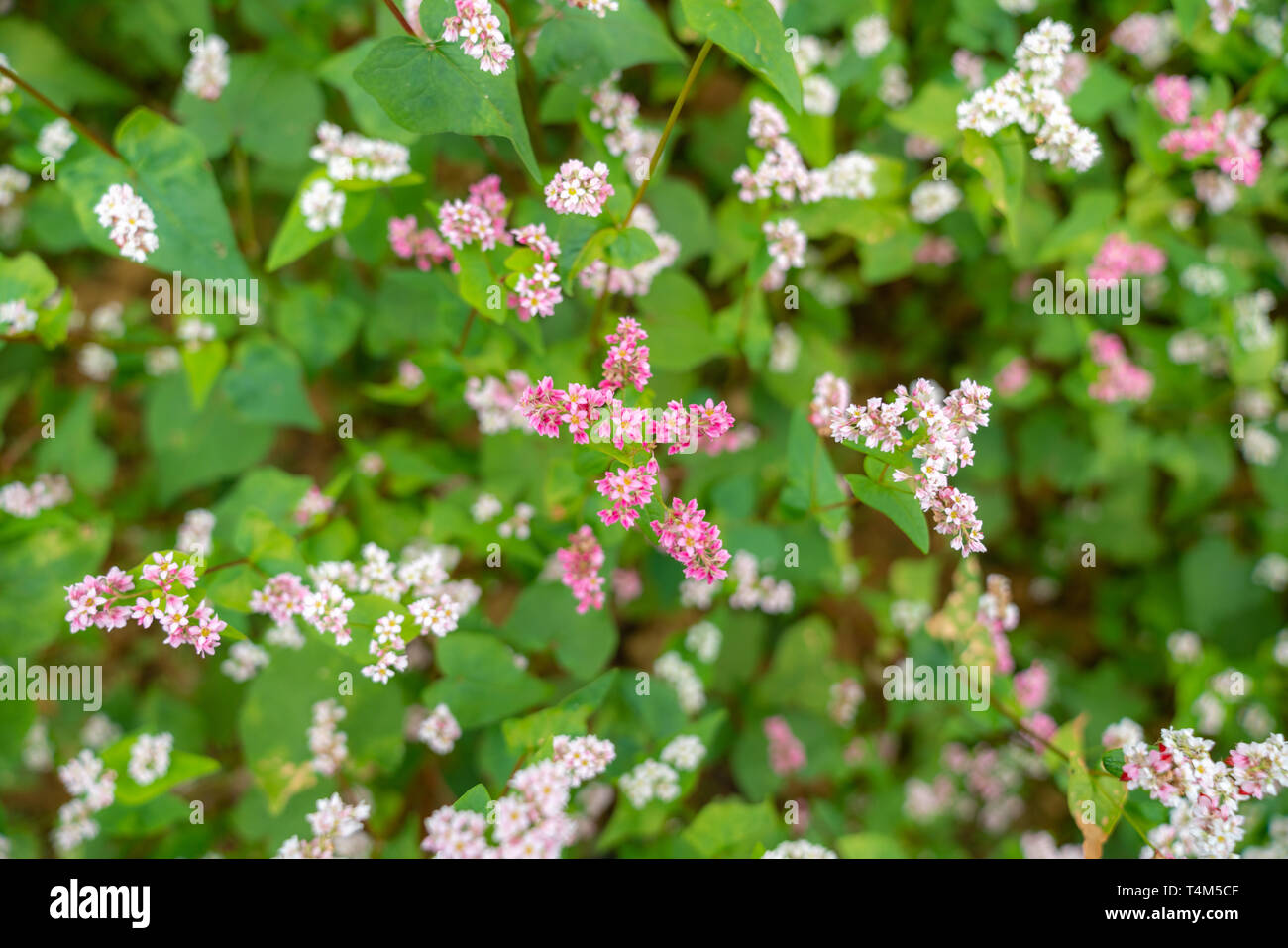 Fiori di grano saraceno denominato Tam Giac Mach in Ha Giang, Viet Nam. Un famoso fiore per Dong Van altopiano carsico globale parco geologico Foto Stock