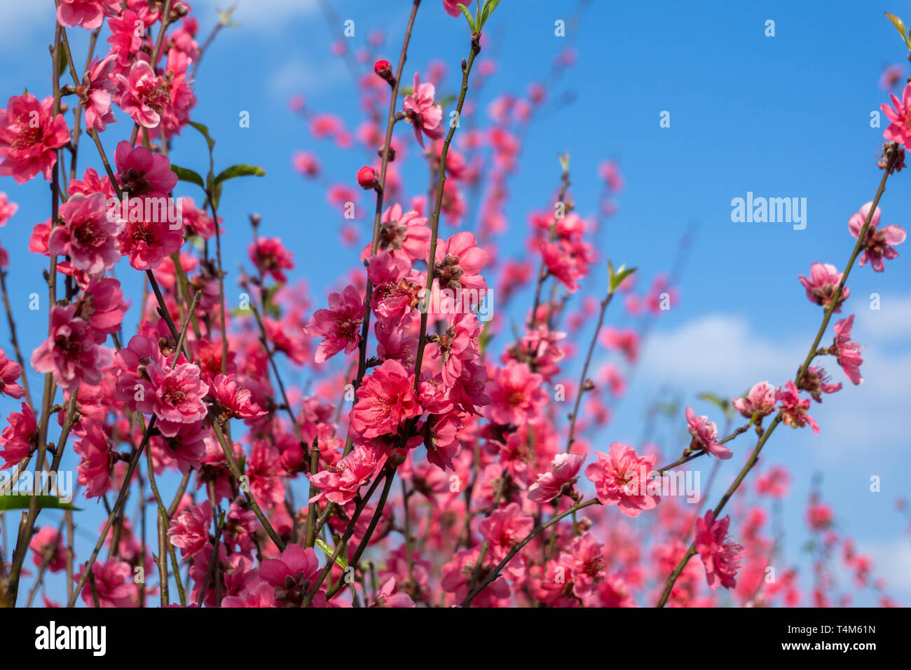 Peach fiori nel giardino in tempo di fioritura contro il cielo blu e nuvole bianche Foto Stock