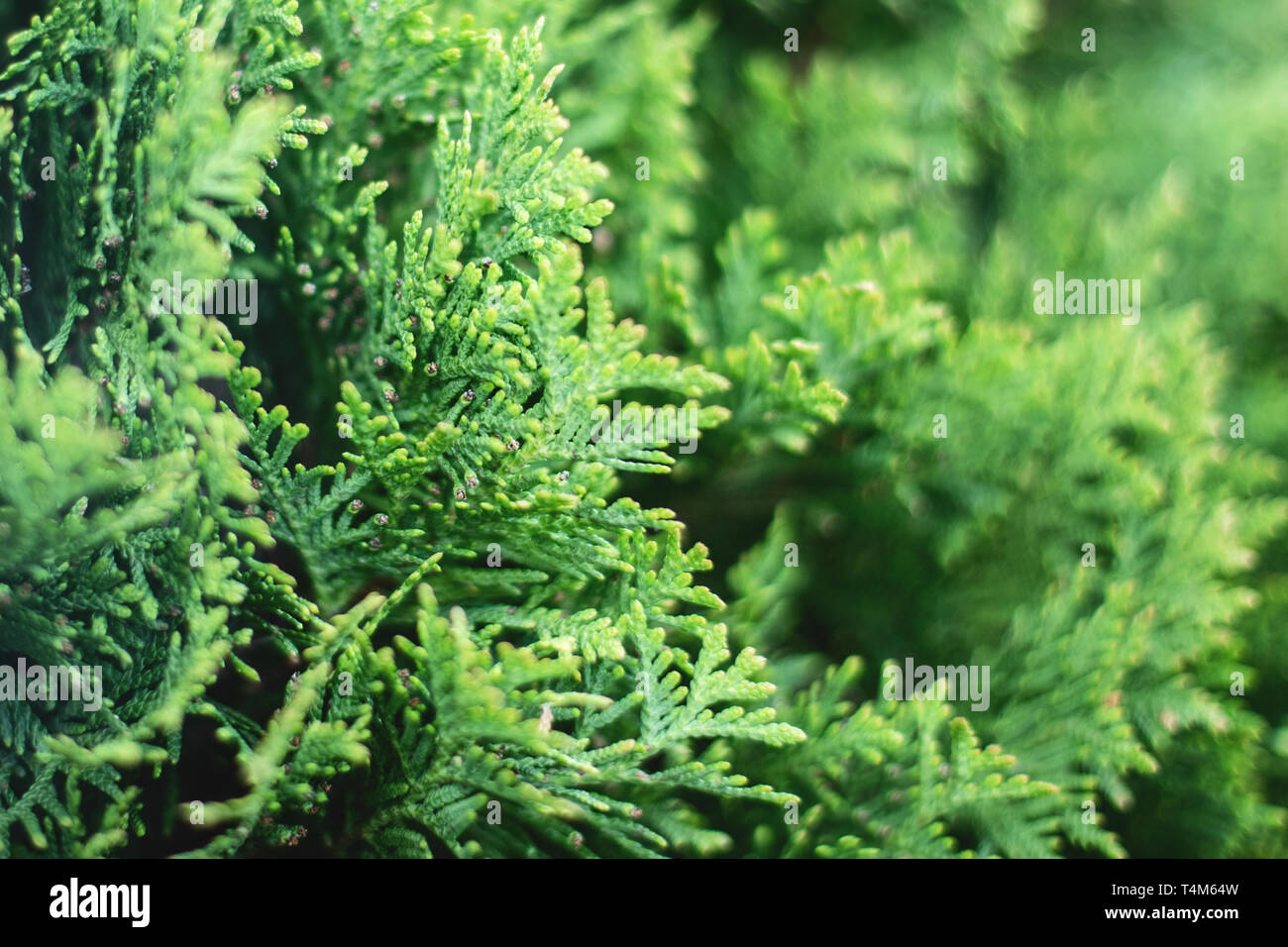 P di Natale verde foglie di Thuja alberi su sfondo bianco. Thuja ramoscello, thuja occidentalis, Platycladus orientalis, Cinese thuja. Pianta sempreverde Foto Stock