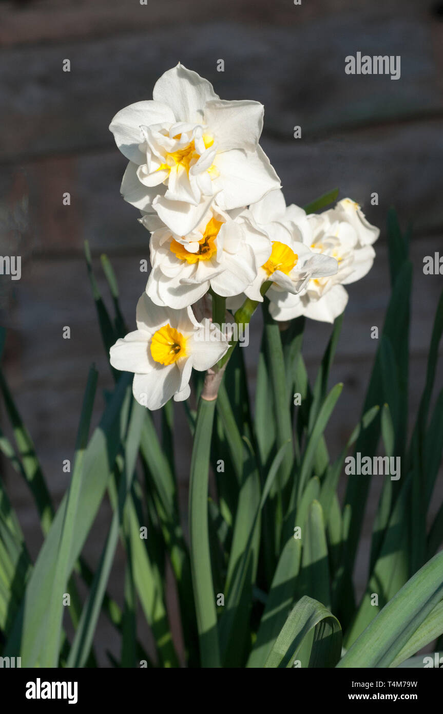 Narcissus allegria fioritura a metà primavera un doppio Narcissus con petali di colore bianco e un bicchiere di colore giallo che appartiene al gruppo doppia divisione 4. Foto Stock