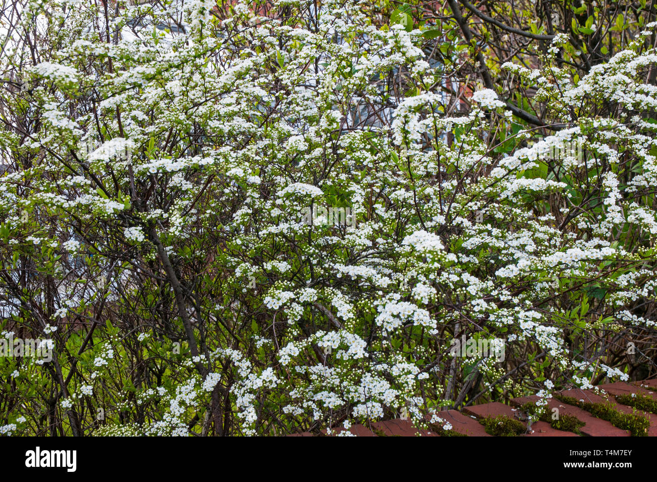 Spiraea Argutain in piena fioritura in primavera anche chiamato corona nuziale o schiuma di maggio un arbusto di latifoglie che ama il sole pieno ed è completamente hardy Foto Stock