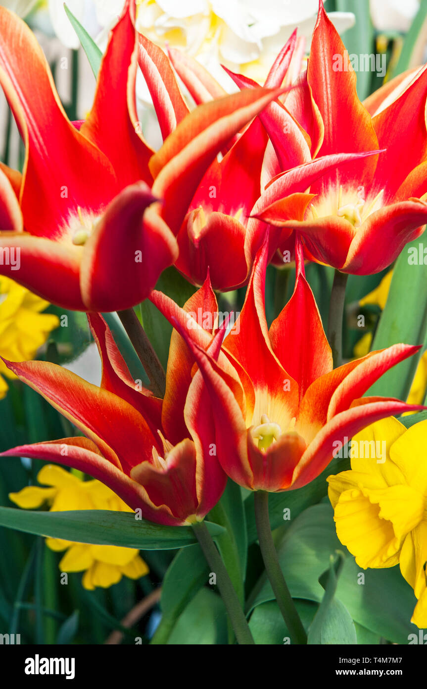 I tulipani Aladdin in un confine con narciso quaglie. A forma di calice fiori rosso con bordi gialli appartenente al Giglio-gruppo fiorito di tulipani Divisione 6 Foto Stock