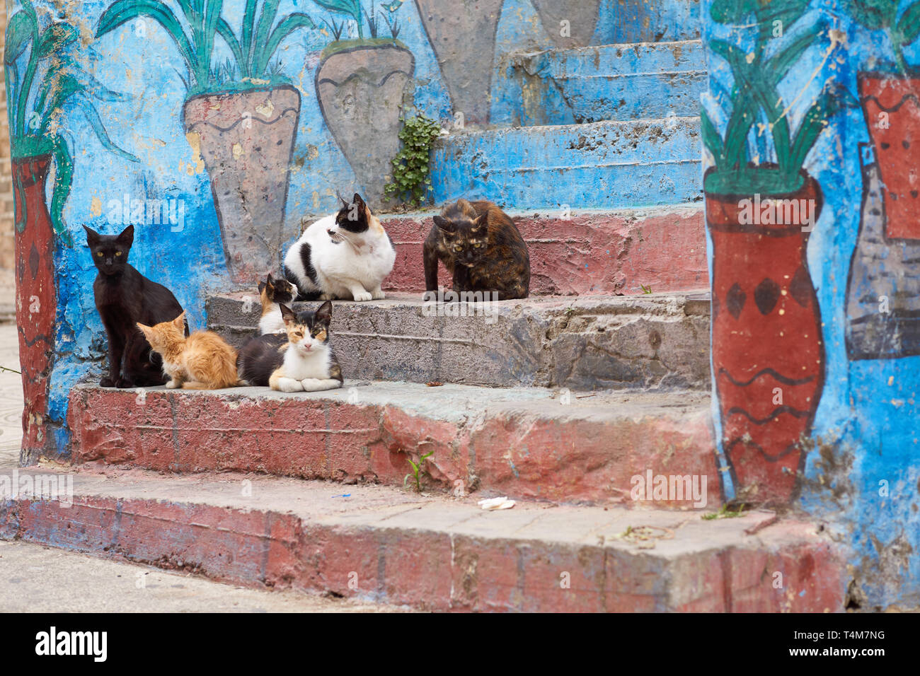 Gatti selvatici appendere fuori su scale nella medina di Tanger, Marocco settentrionale, Nordafricana Foto Stock