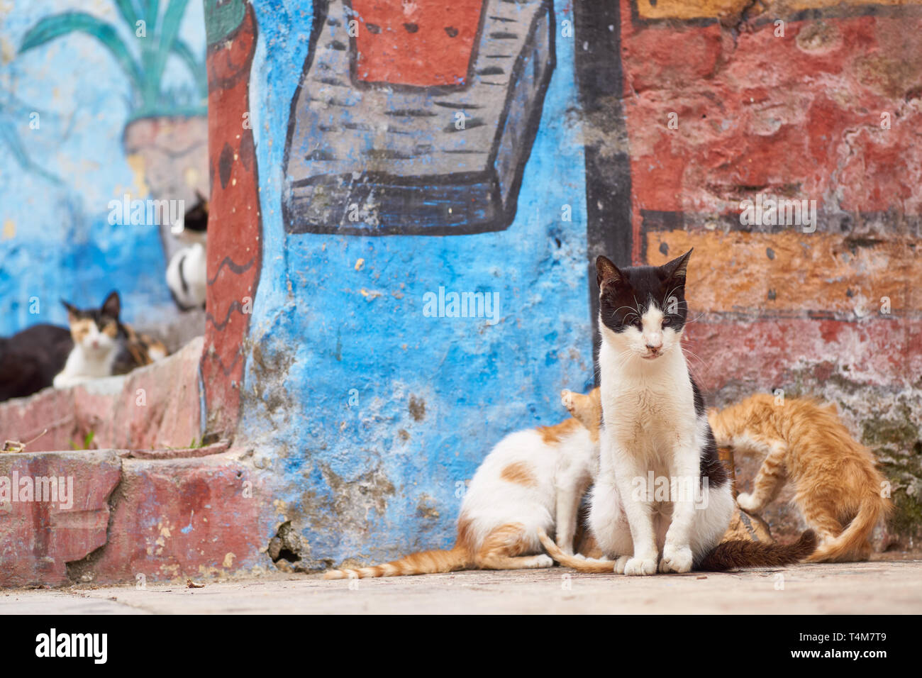 Gatti selvatici appendere fuori nella Medina di Tangeri, Marocco settentrionale, Nordafricana Foto Stock