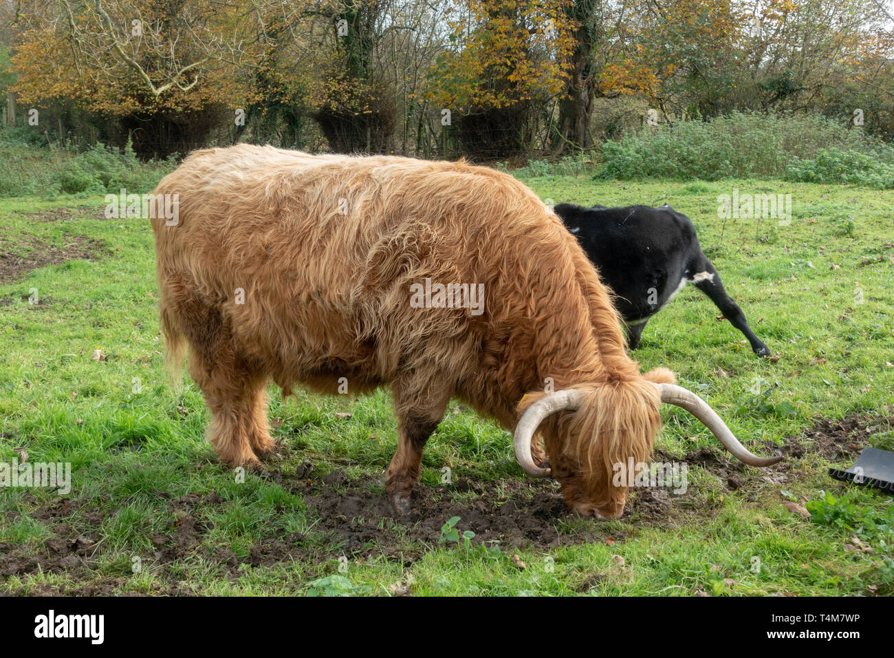 Un altopiano di mucca nell'Newpark Wildlife Farm, Newpark Hotel Kilkenny, nella Contea di Kilkenny, Eire. Foto Stock