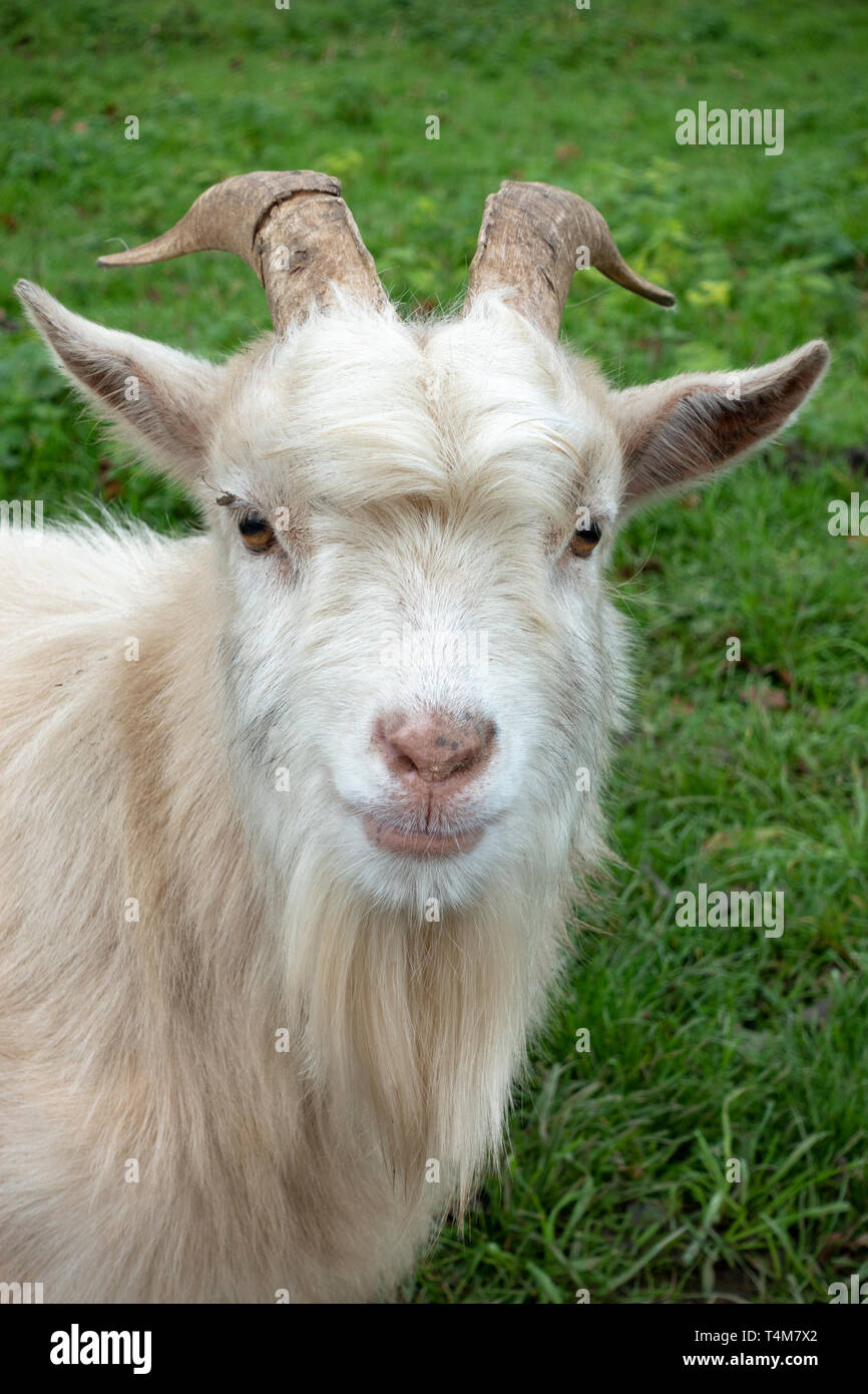 Close up di un colore bianco capre pigmee in Newpark Wildlife Farm, Newpark Hotel Kilkenny, nella Contea di Kilkenny, Eire. Foto Stock