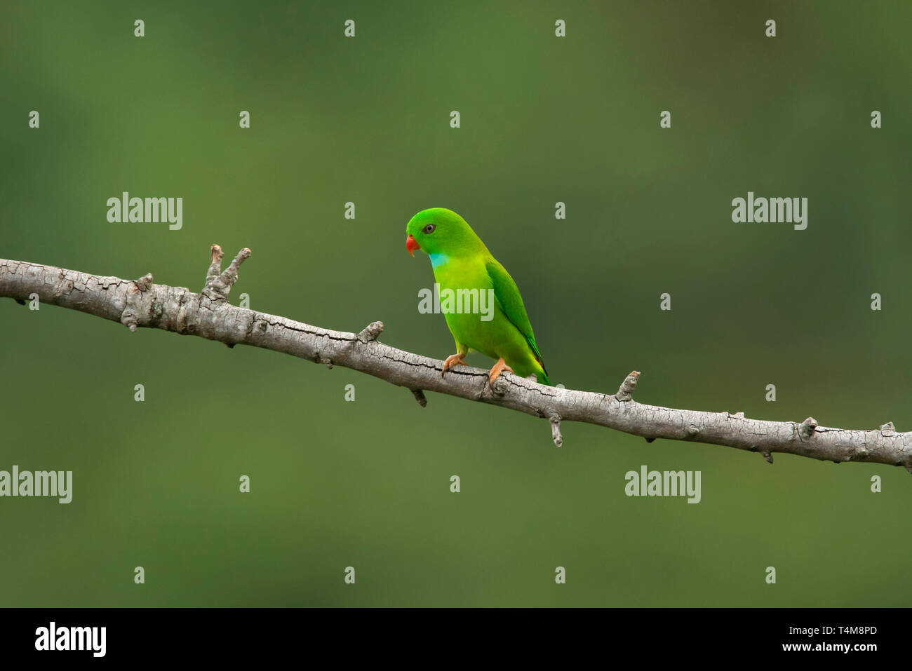 Primaverile Hanging Parrot, Loriculus vernalis Nilgiri montagne, i Ghati Occidentali, Tamil Nadu, India. Foto Stock