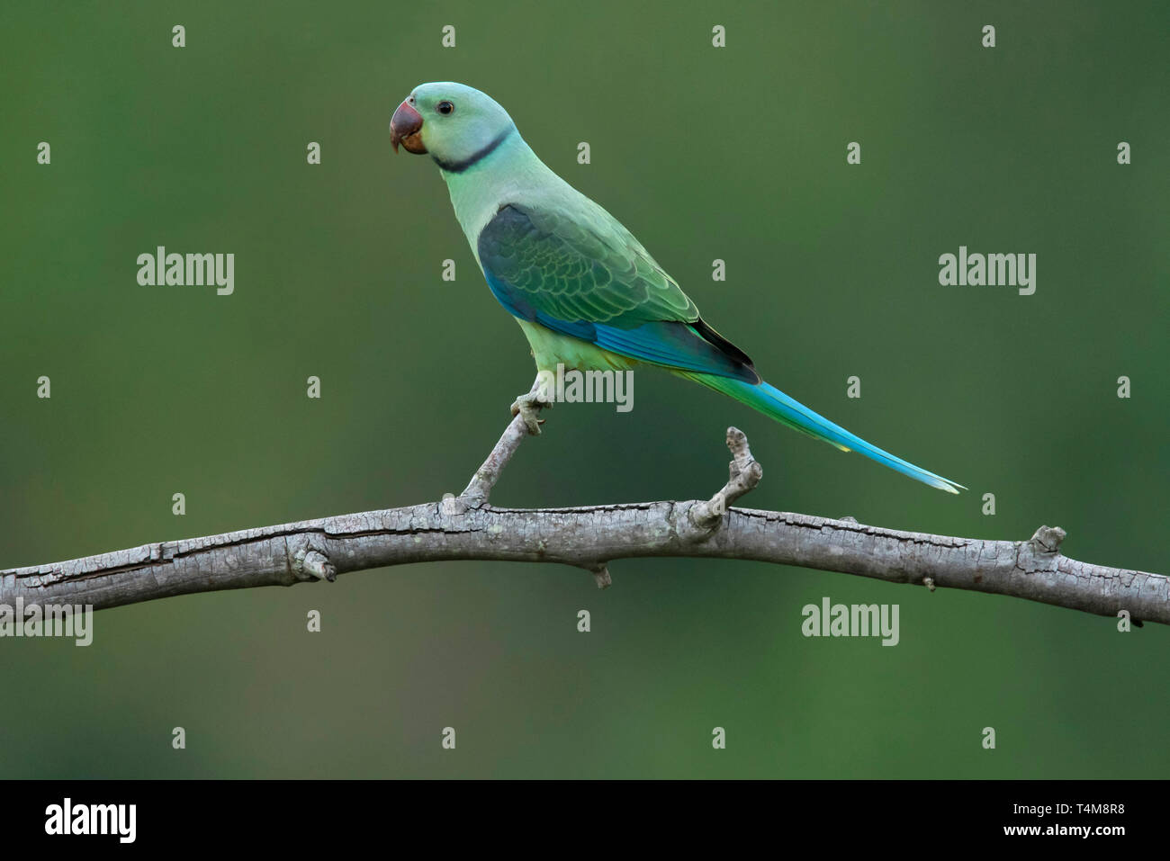 Blue Winged parrocchetto, Malabaresi parrocchetto, Psittacula columboides, femmina, Nilgiri montagne, i Ghati Occidentali, Tamil Nadu, India. Foto Stock