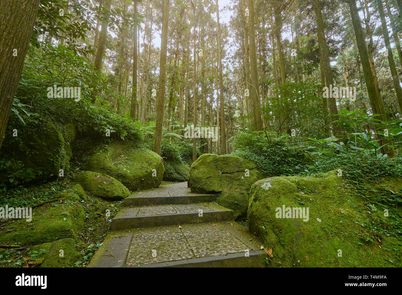 Bella e verde paesaggio della foresta Xitou in Xitou Natura Istruzione Area a Nantou Lugu, Taiwan. Foto Stock