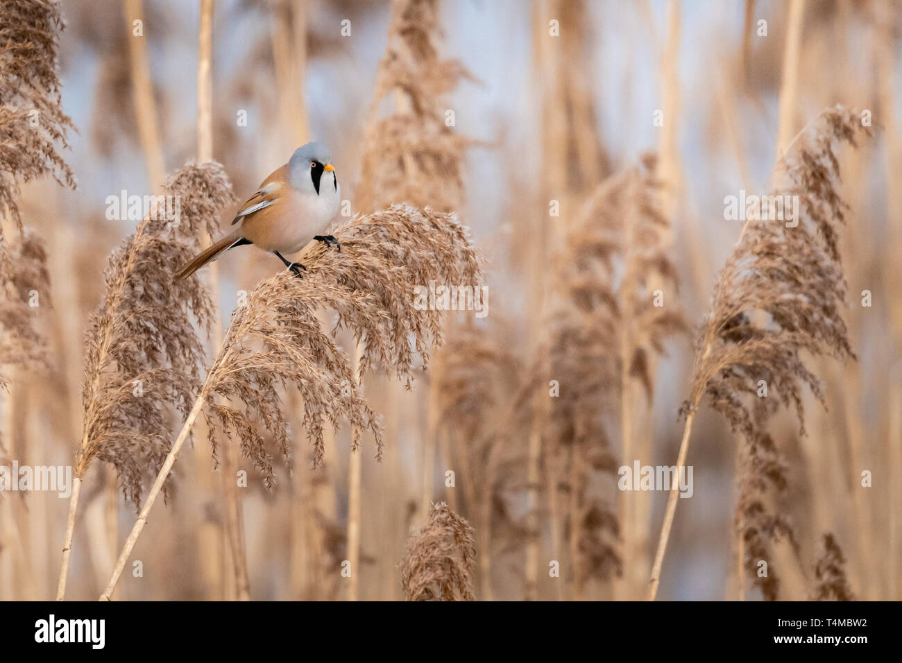 Natura bella scena con Barbuto (Parrotbill Panurus biarmicus). Wildlife shot del barbuto (Parrotbill Panurus biarmicus) sull'erba. Foto Stock