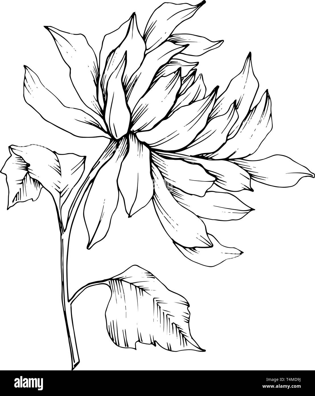 Crisantemo vettore botanico floreale di fiori. Bianco e nero inchiostro inciso art. Fiore isolato illustrazione elemento. Illustrazione Vettoriale
