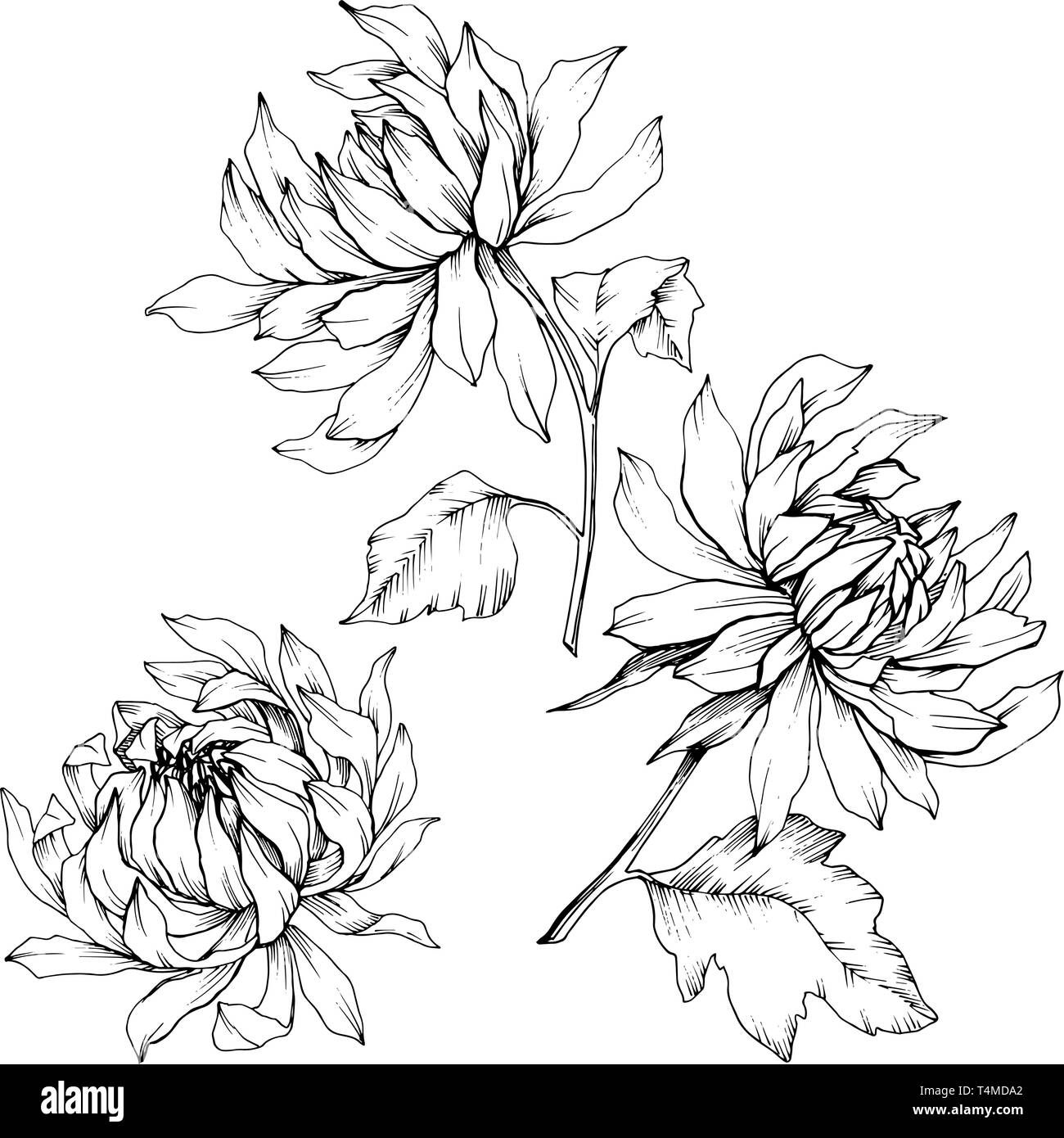Crisantemo vettore botanico floreale di fiori. Bianco e nero inchiostro inciso art. Fiore isolato illustrazione elemento. Illustrazione Vettoriale