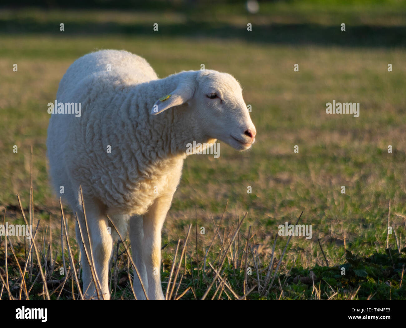 Agnello sul prato Foto Stock