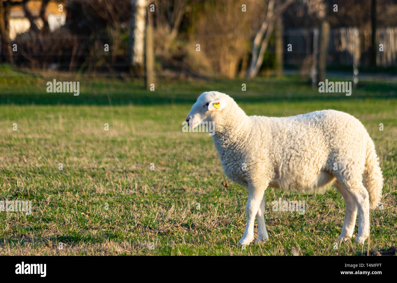 Agnello sul prato Foto Stock