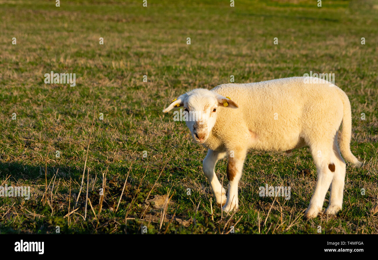 Agnello sul prato Foto Stock