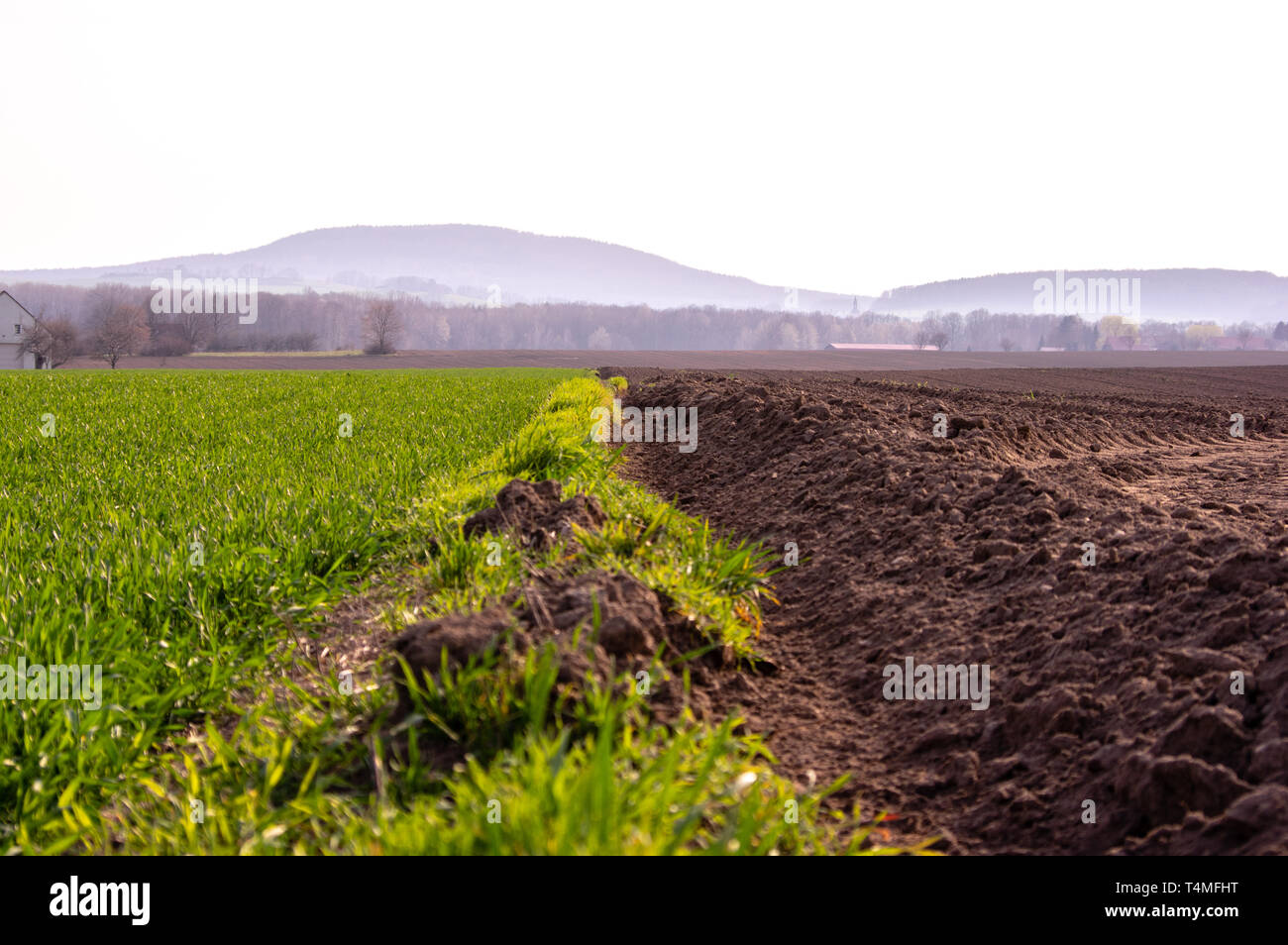 Il solco tra una fresca campo arato e un campo di giovani di frumento Foto Stock