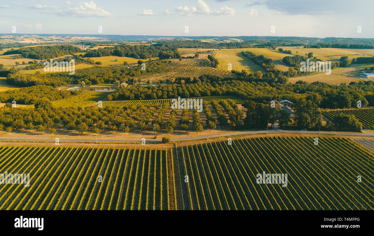 Vista drone di boschetti di noce, maturazione campi di girasoli, vigneti nel tardo pomeriggio di sole in Charente DCIM100MEDIADJI 0156.JPG alamy Foto Stock