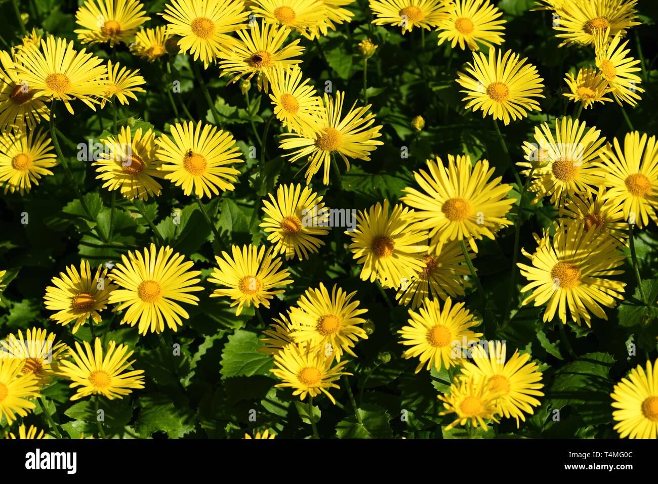 Giallo Leopard's Bane fiori. Foto Stock