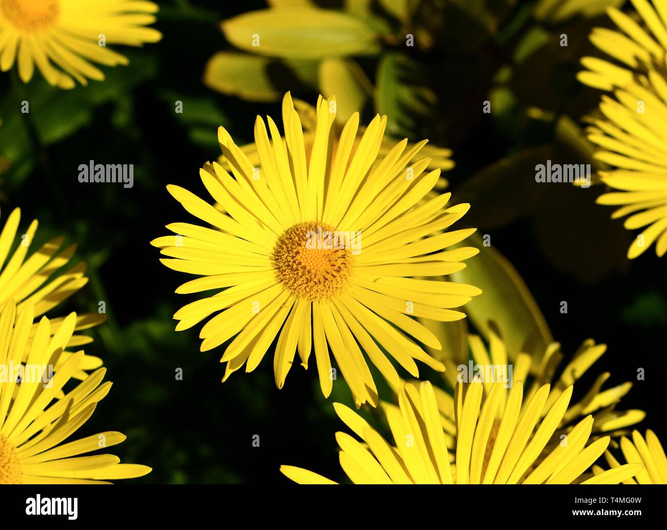 Giallo Leopard's Bane fiori. Foto Stock