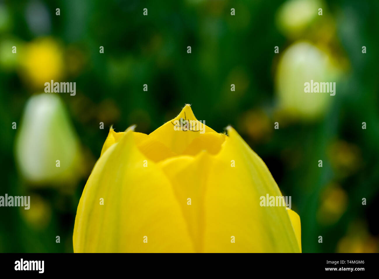 Tulipano giallo fiore con minuscola spider sulla parte superiore. Foto Stock