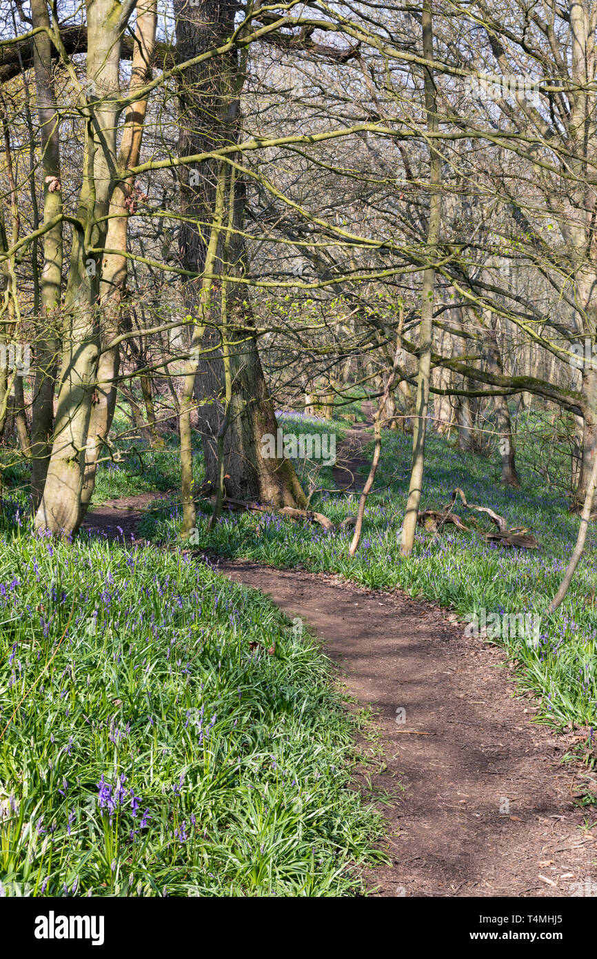Un sentiero si snoda e compie almeno tra alberi decidui. Bluebells può essere visto dal percorso. La luce del sole attraverso gli alberi rende pezzata ombre sul terreno. Foto Stock