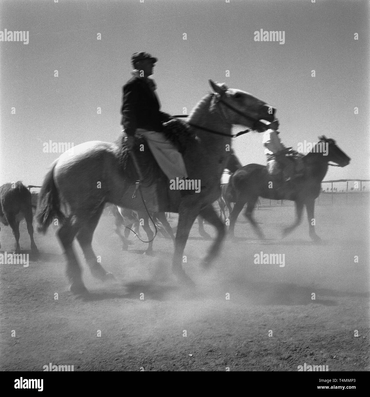 Allevamento di bestiame in un'asta, probabilmente in (Santa Fe), Argentina, 1957. | Utilizzo di tutto il mondo Foto Stock