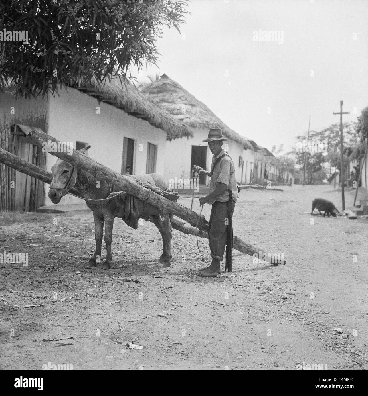 Due lunghi boschi dovrebbero essere piantati sui lati del mulo. Dorfgasse con case con reed o palm roofsRio, Magdalena vicino a Barrancabermeja, Colombia, 1958. | Utilizzo di tutto il mondo Foto Stock