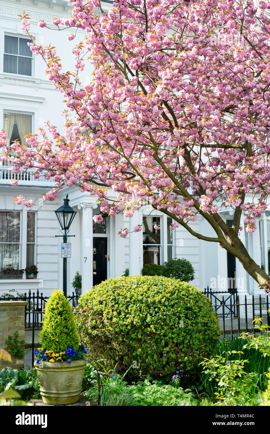 Prunus. Ciliegia giapponese albero fiorisce in primavera. Kensington Gate, South Kensington, Londra. Regno Unito Foto Stock