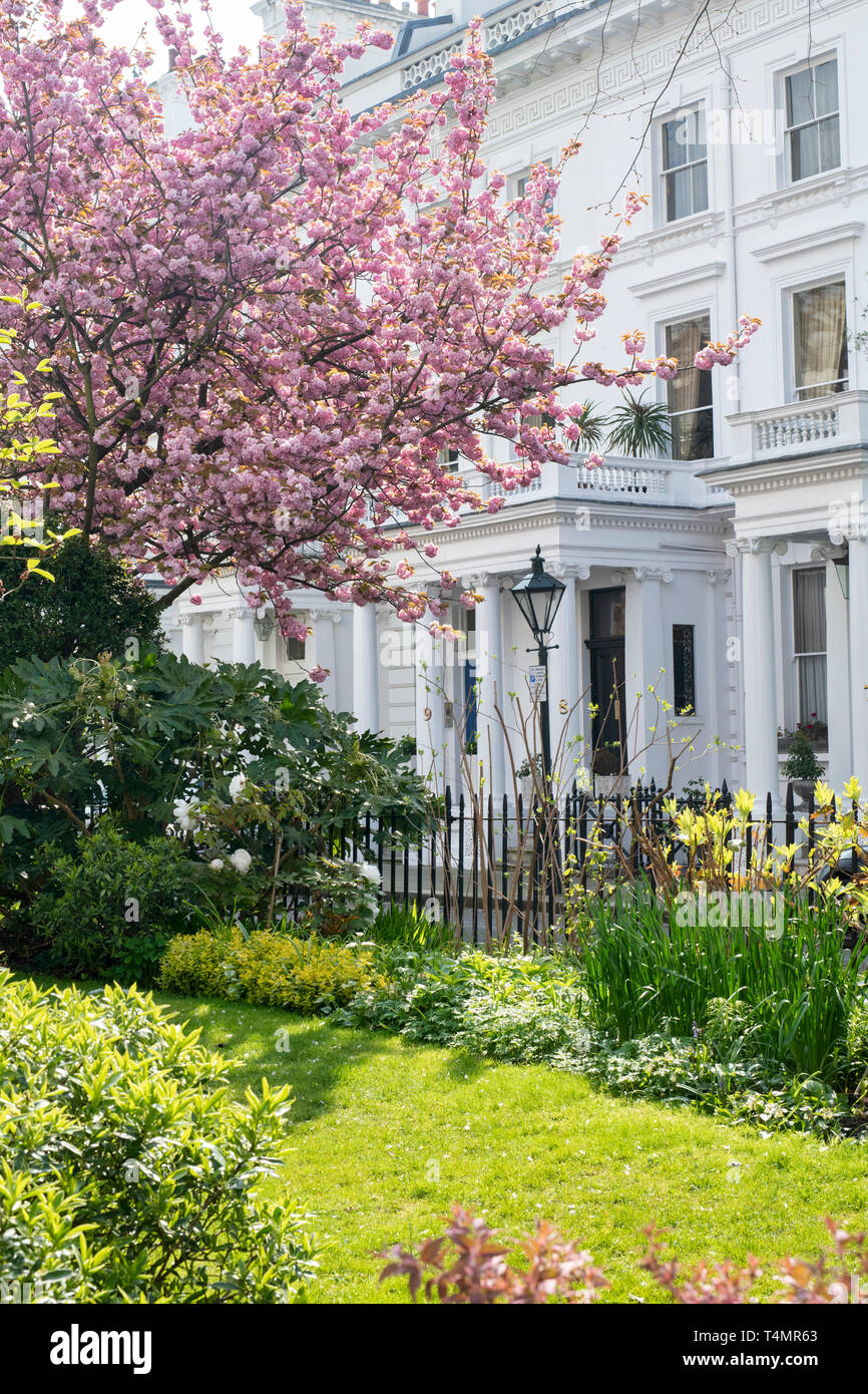 Prunus. Ciliegia giapponese albero fiorisce in primavera. Kensington Gate, South Kensington, Londra. Regno Unito Foto Stock