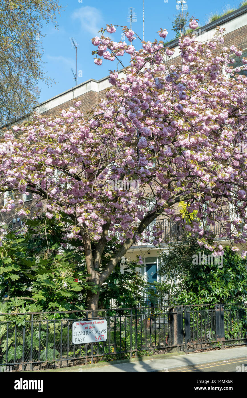 Prunus. Ciliegia giapponese albero fiorisce in primavera. Stanhope Mews East, South Kensington, Londra. Regno Unito Foto Stock