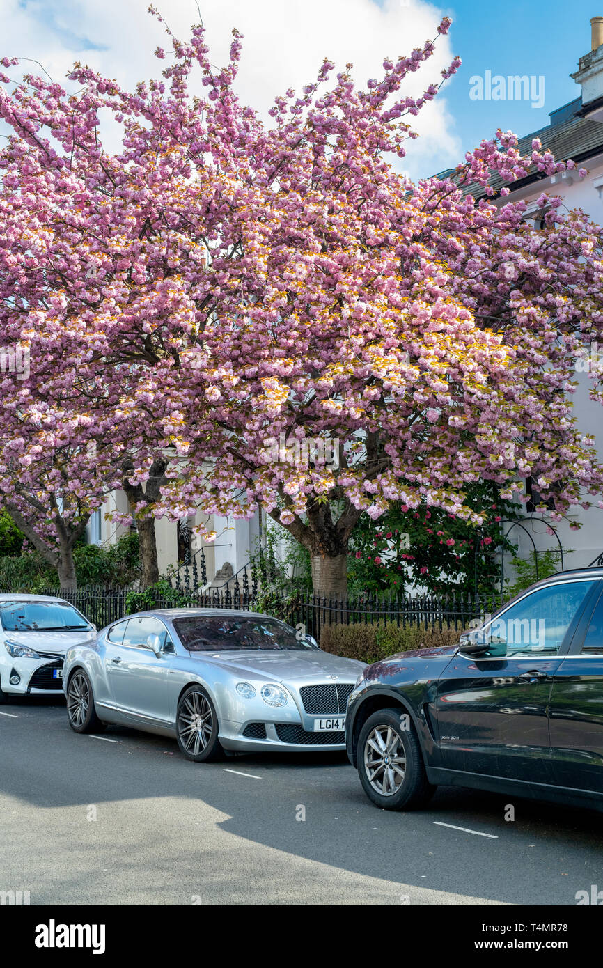 Prunus. Ciliegia giapponese albero fiorisce in primavera. Launceston Place, South Kensington, Londra. Foto Stock