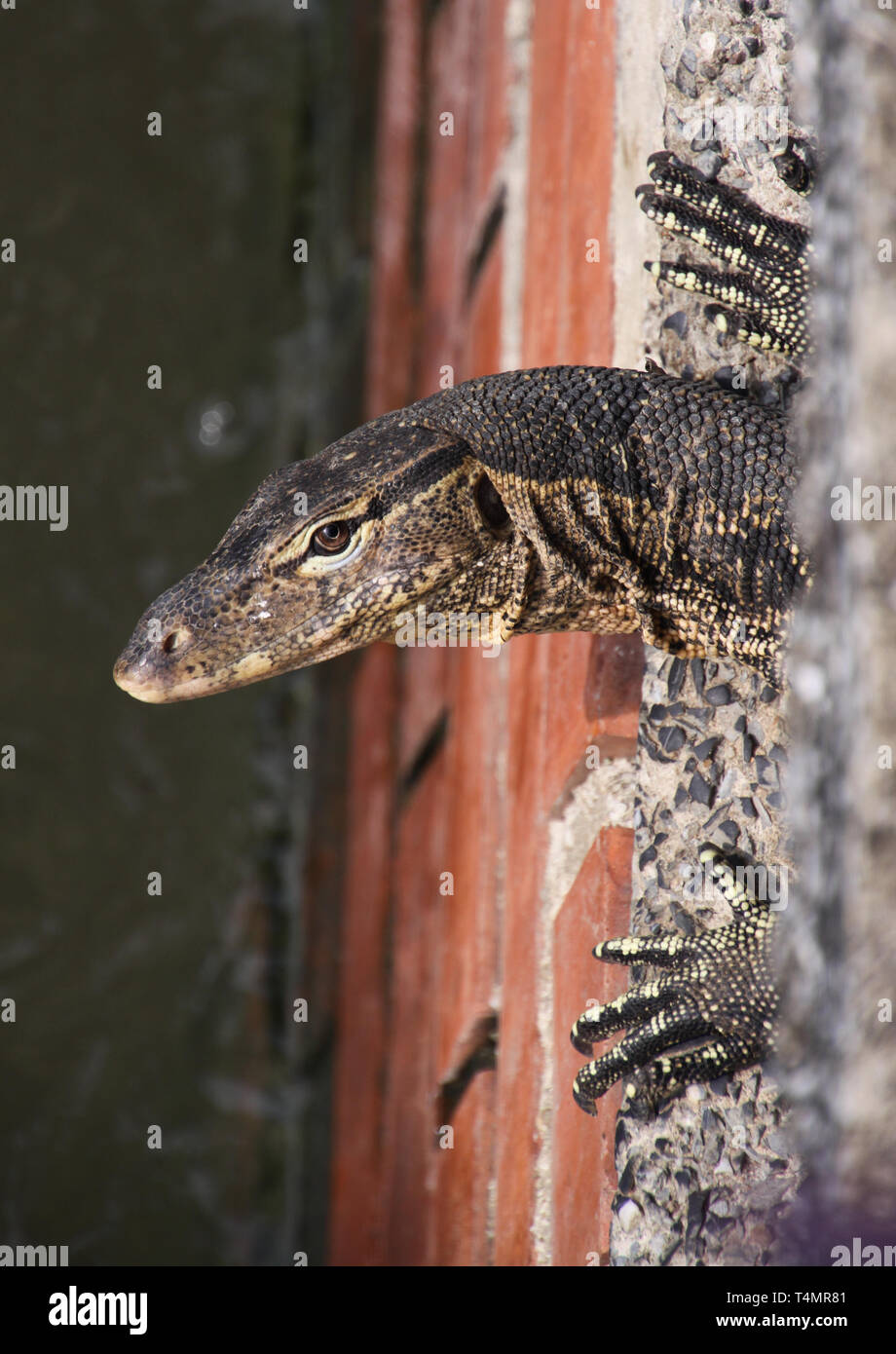 In prossimità della testa e artigli di asian Monitor acqua lizard (Varanus salvator) Vivere nel sistema di depurazione guardando fuori un tubo di fognatura sul fiume di Bangkok, Foto Stock