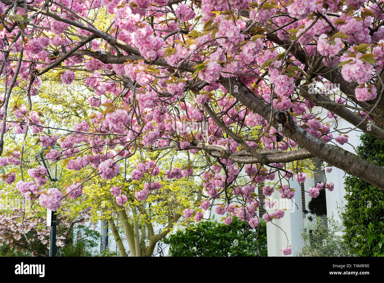 Prunus. Ciliegia giapponese albero fiorisce in primavera. Launceston Place, South Kensington, Londra. Regno Unito Foto Stock
