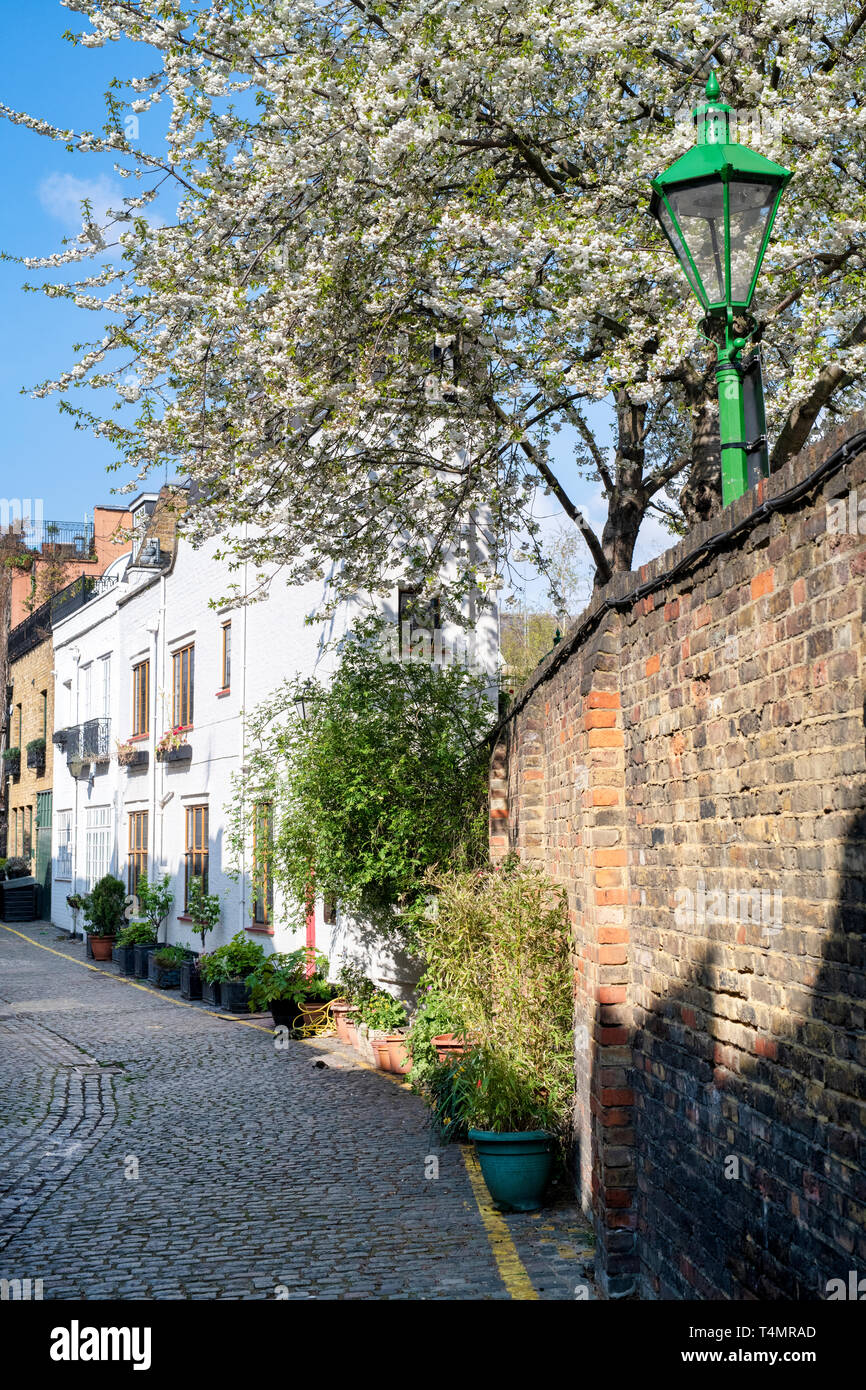 Case di Londra e il giapponese di ciliegio in fiore Kynance Mews, South Kensington SW7, Londra. Inghilterra Foto Stock