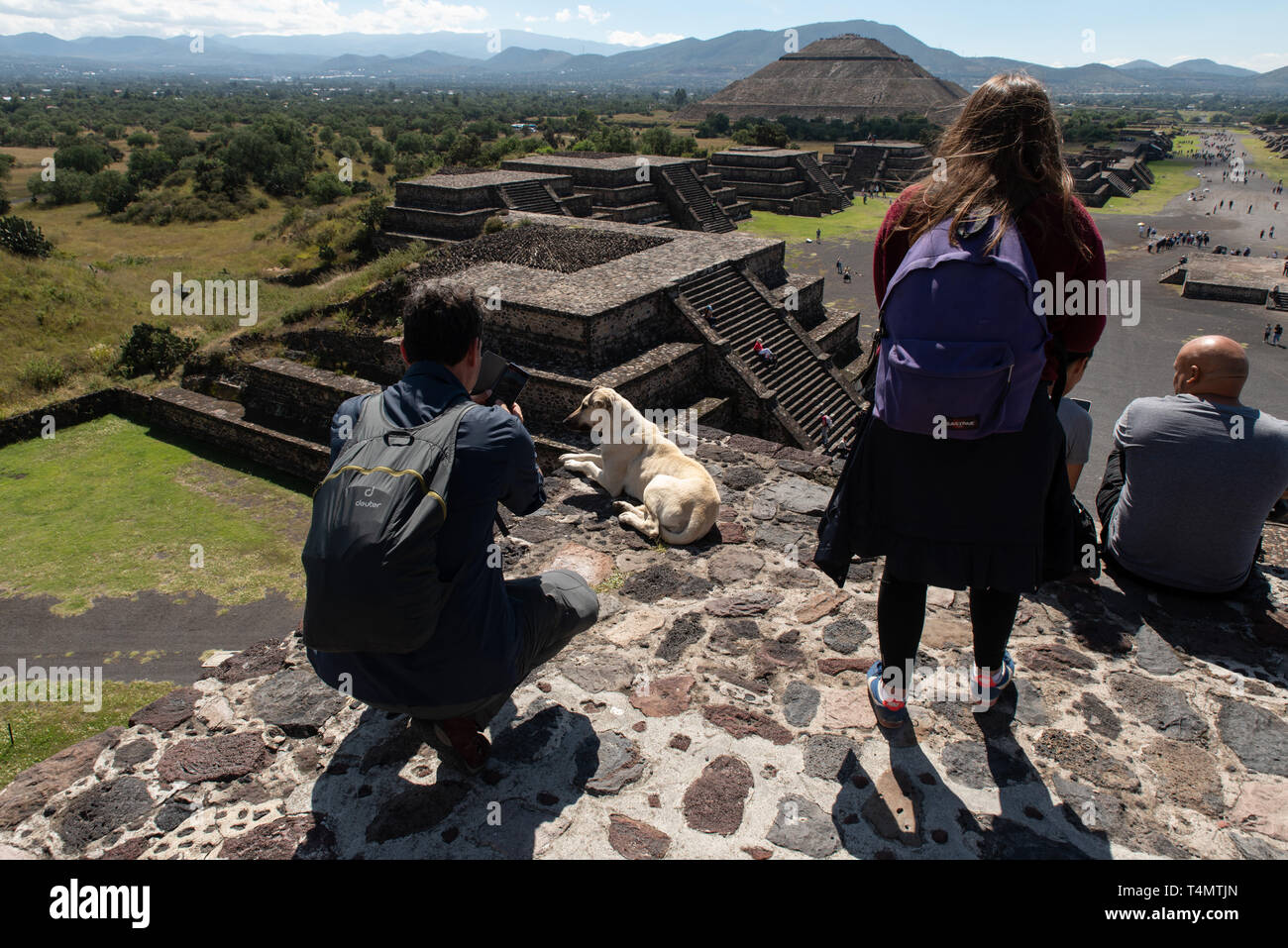Cane sulla sommità della piramide della luna a Teotihuacan, un sito UNESCO dal 1987, Città del Messico. Foto Stock
