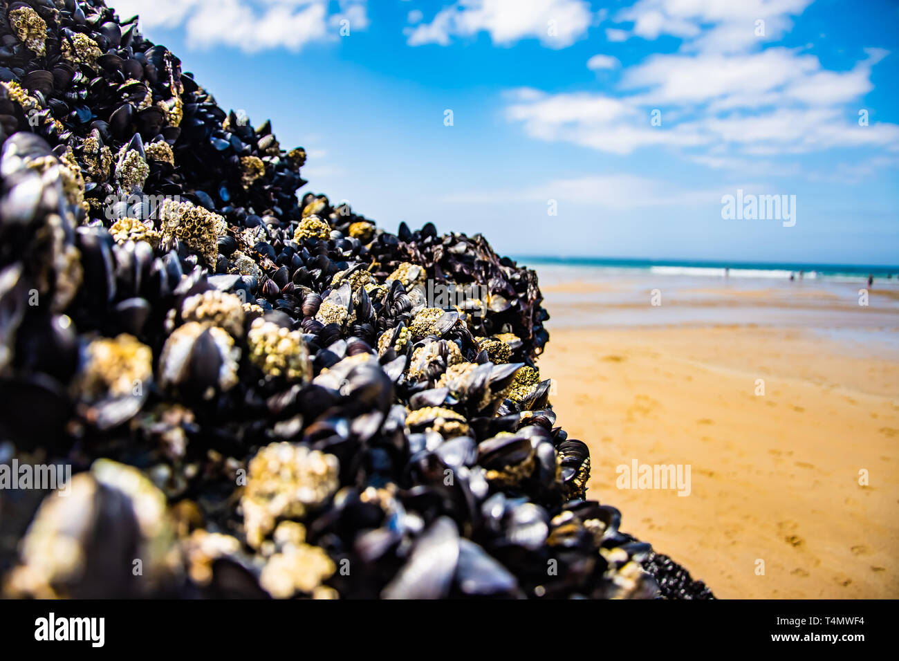 Lumache nelle conchiglie sulla spiaggia di sabbia Foto Stock
