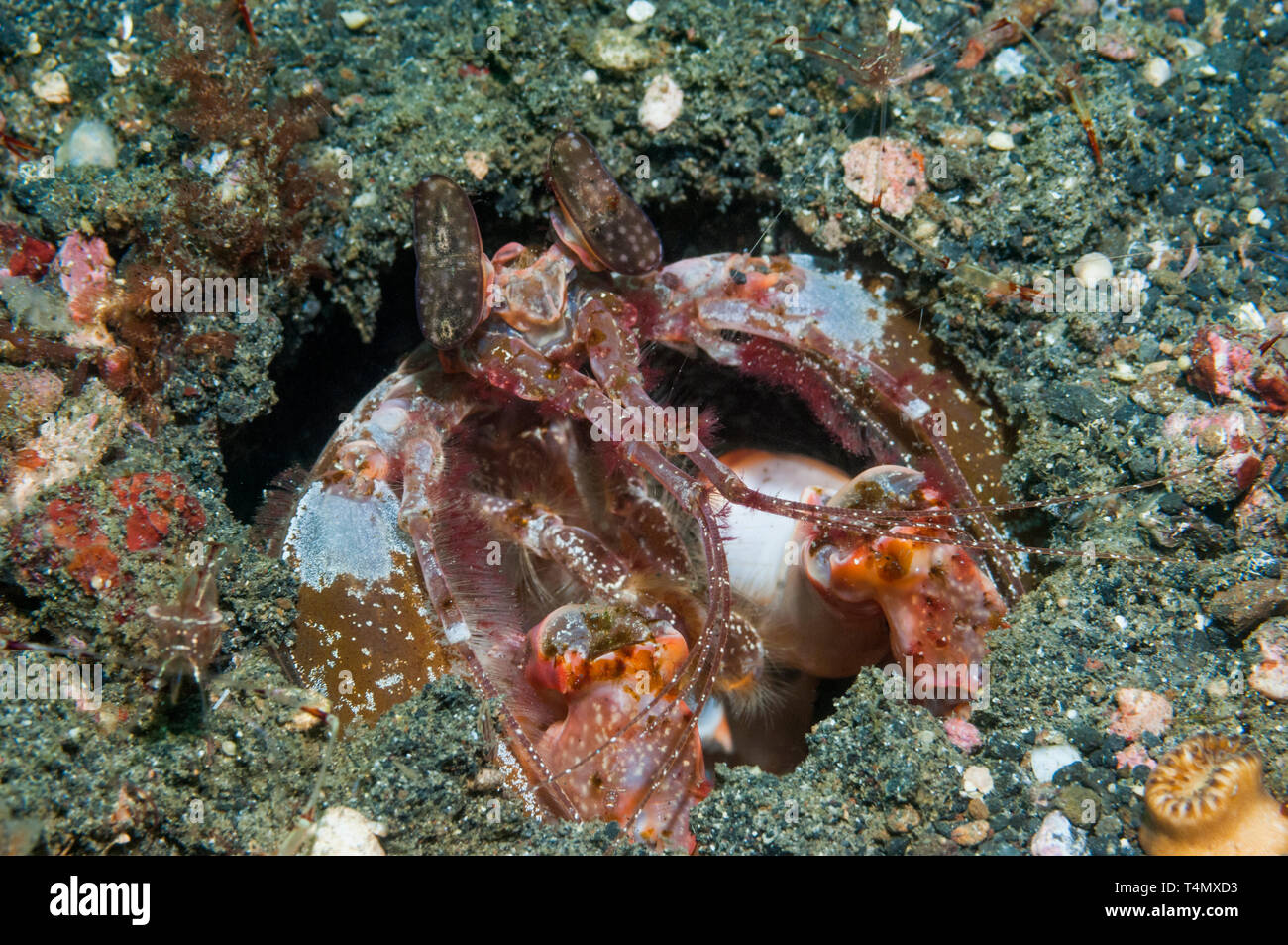 Indonesian canocchia - Lysiosquillina lisa. Parco Nazionale di Komodo, Indonesia. Foto Stock