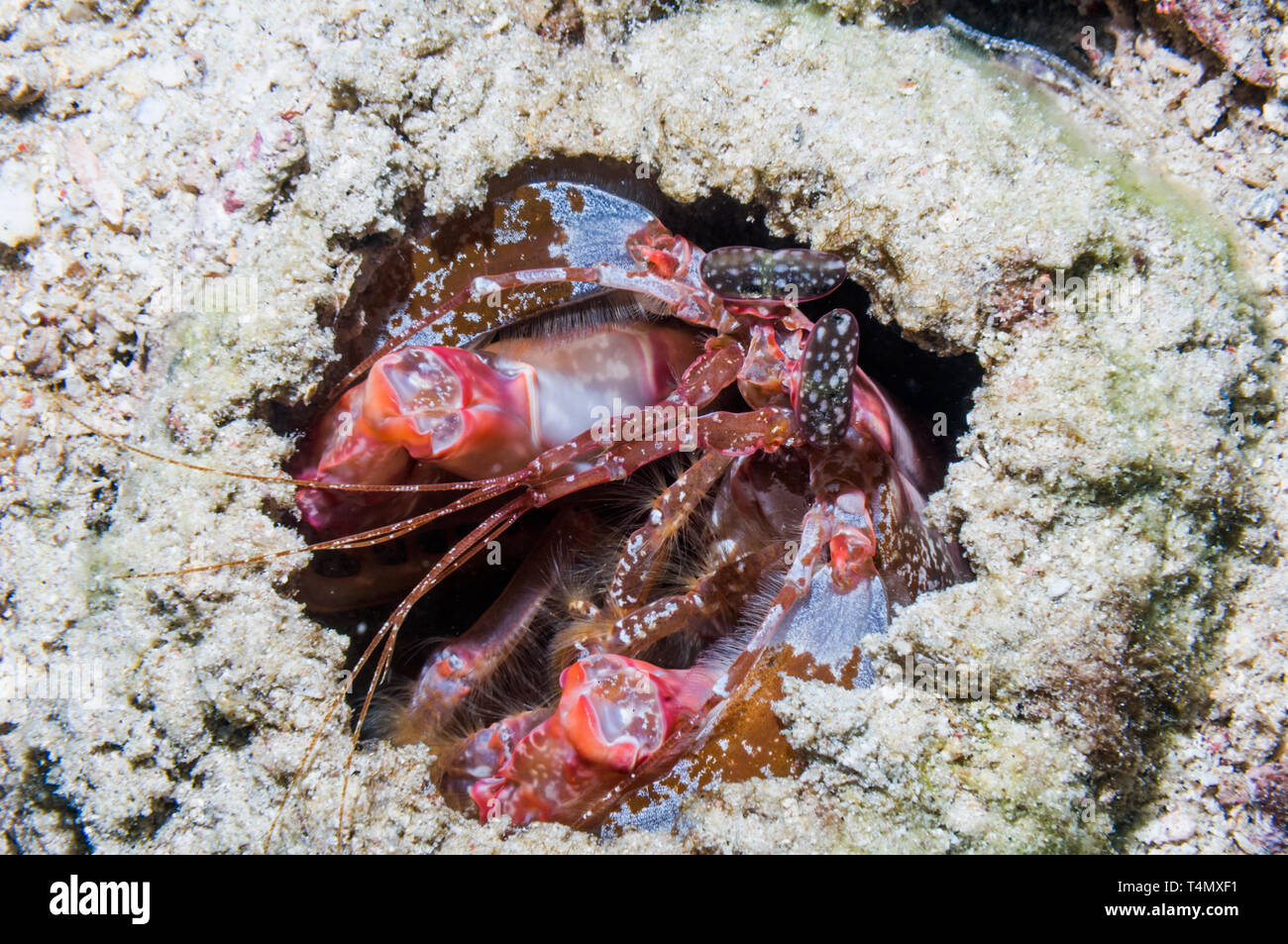 Indonesian canocchia - Lysiosquillina lisa. Parco Nazionale di Komodo, Indonesia. Foto Stock