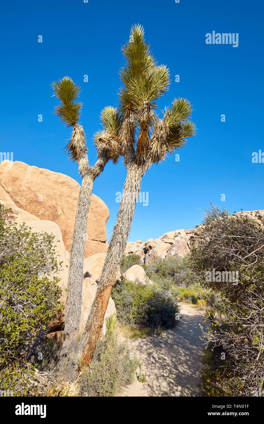 Yucca brevifolia nel Parco nazionale di Joshua Tree, California, Stati Uniti d'America. Foto Stock