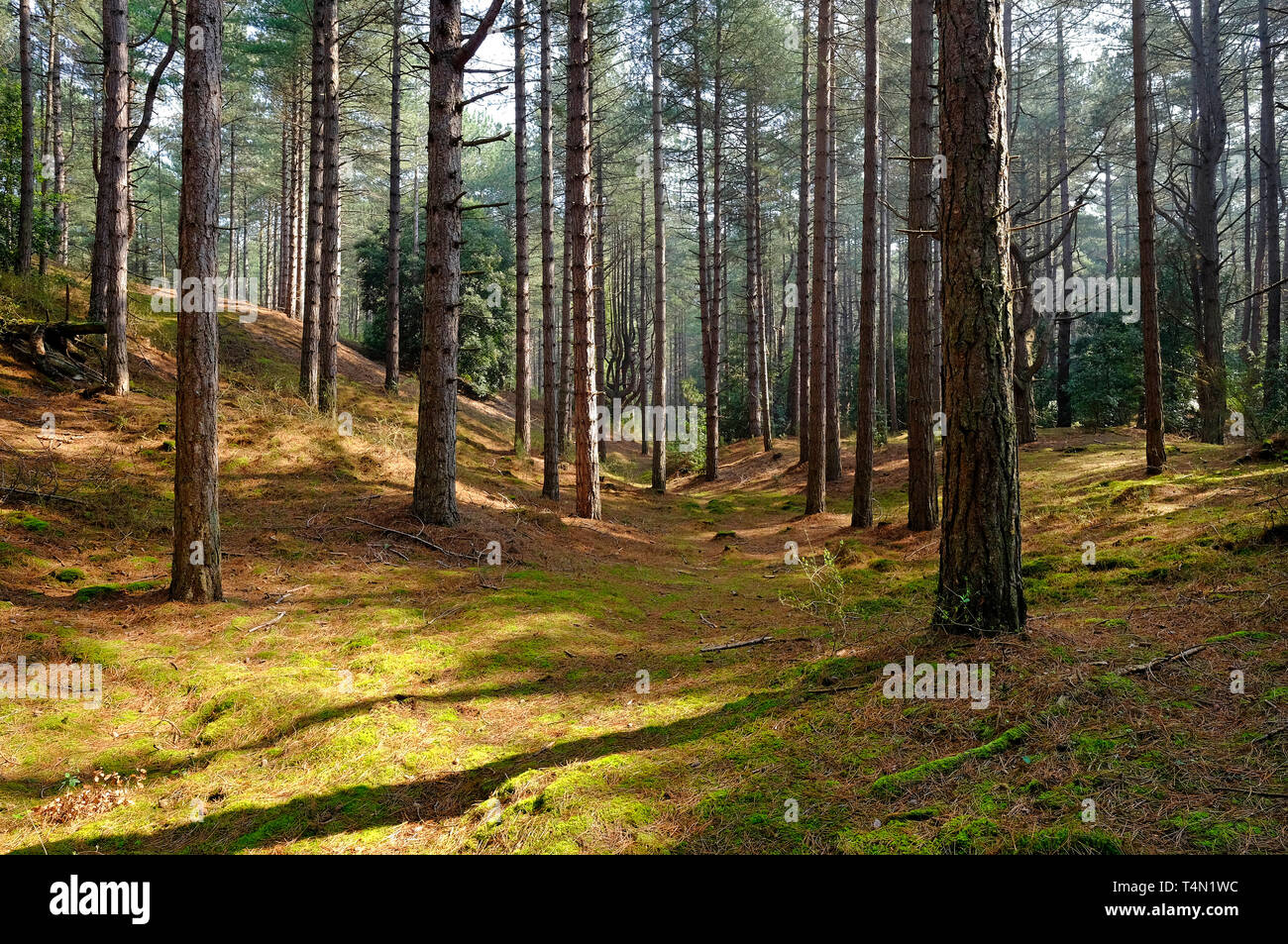 Bosco a holkham riserva naturale nazionale, North Norfolk, Inghilterra Foto Stock