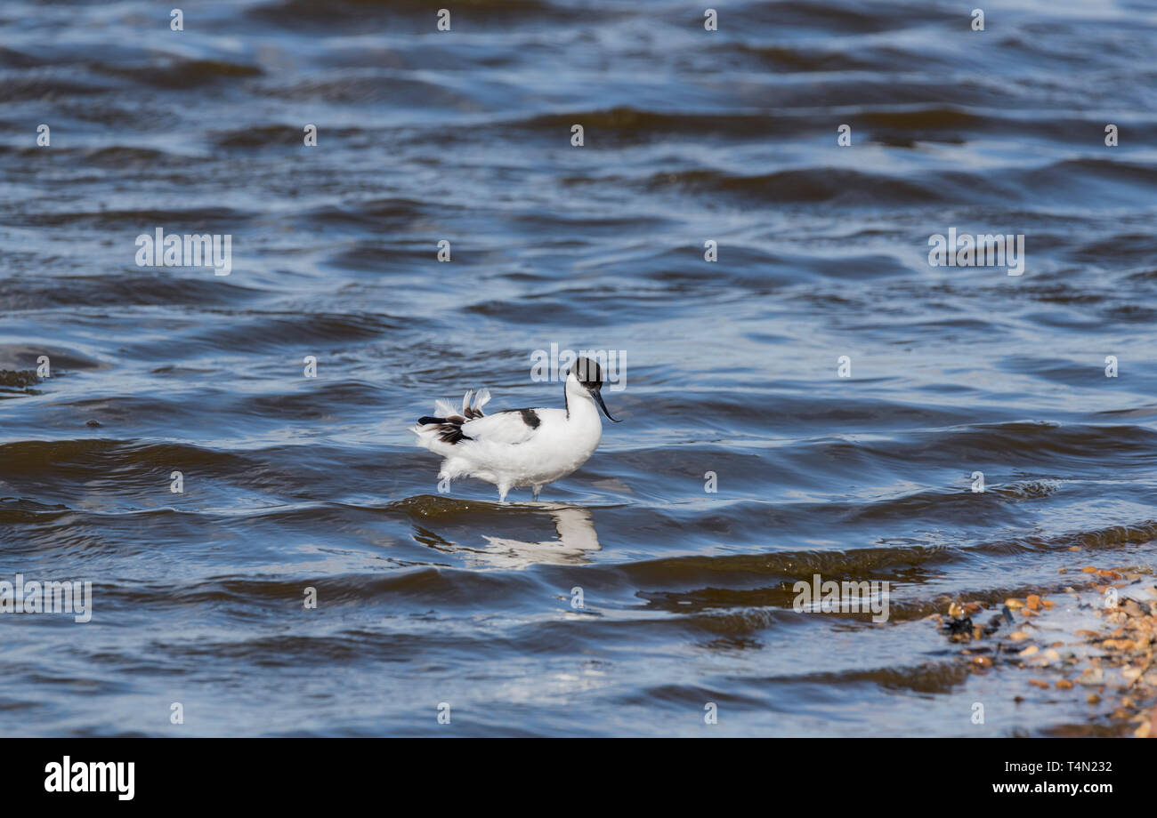Avocet (Recurvirostra avosetta) in piedi in acqua in una giornata di vento Foto Stock