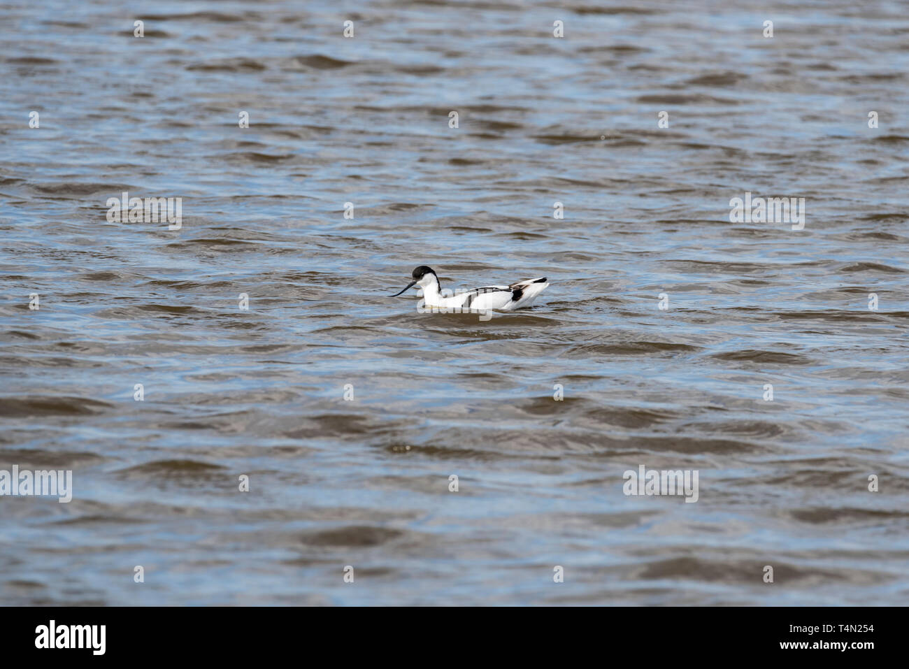 Avocet (Recurvirostra avosetta) in acqua Foto Stock